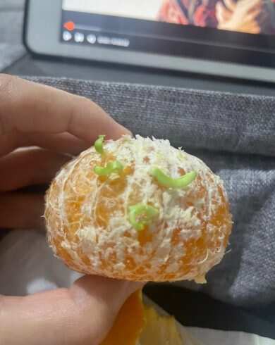 剥好的橘子发芽了-校园频道