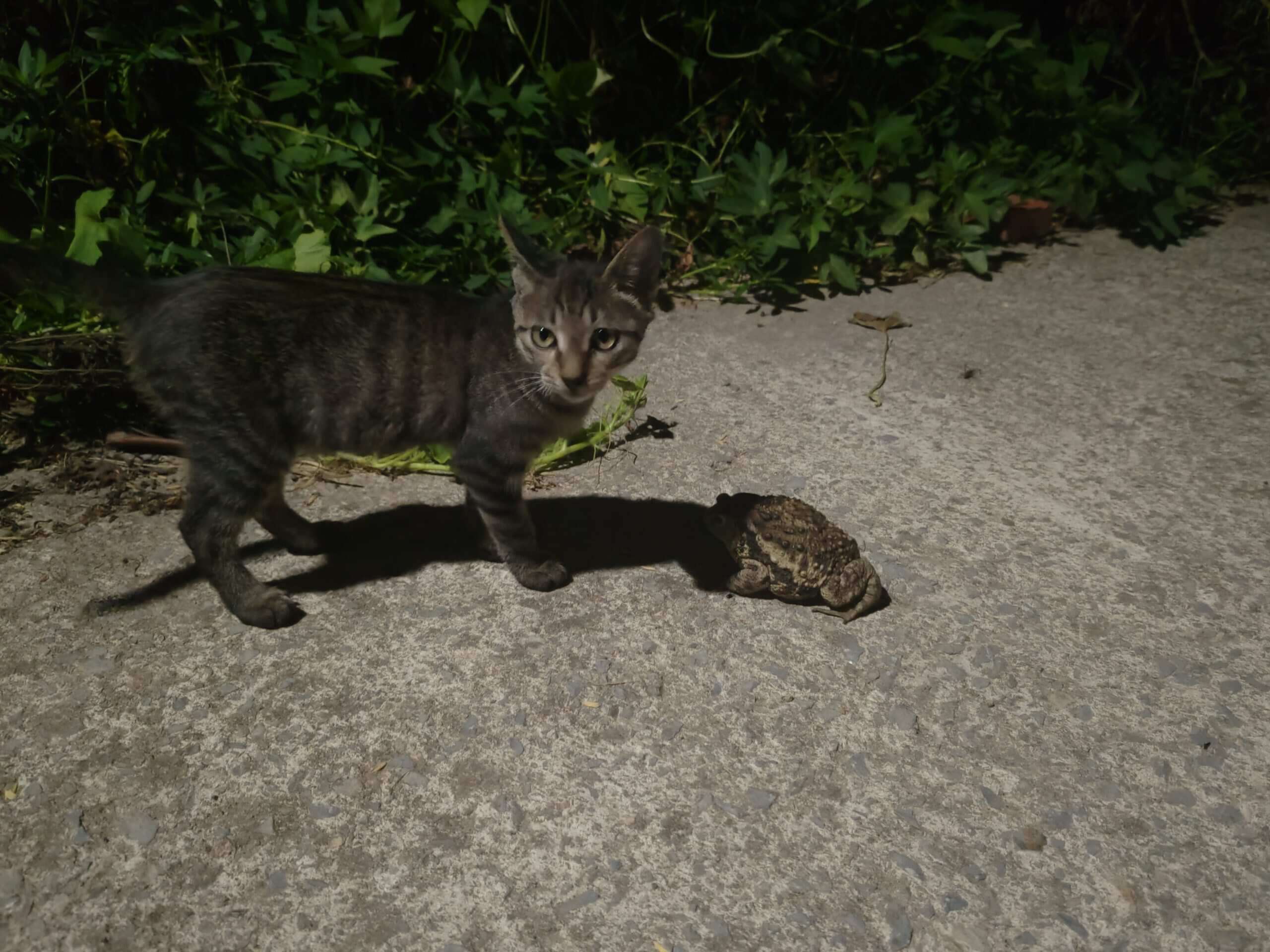 癞蛤蟆-校园频道