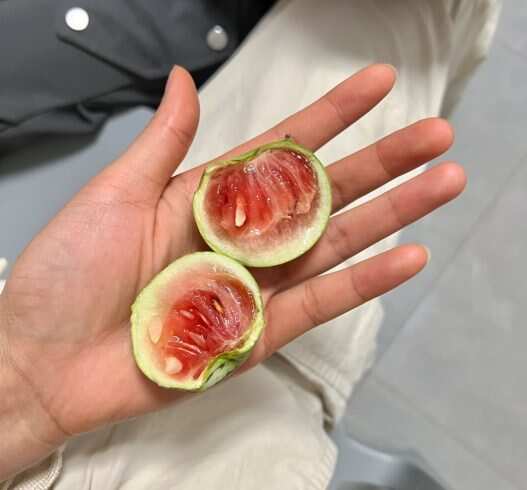 这个西瓜有点👍-校园频道