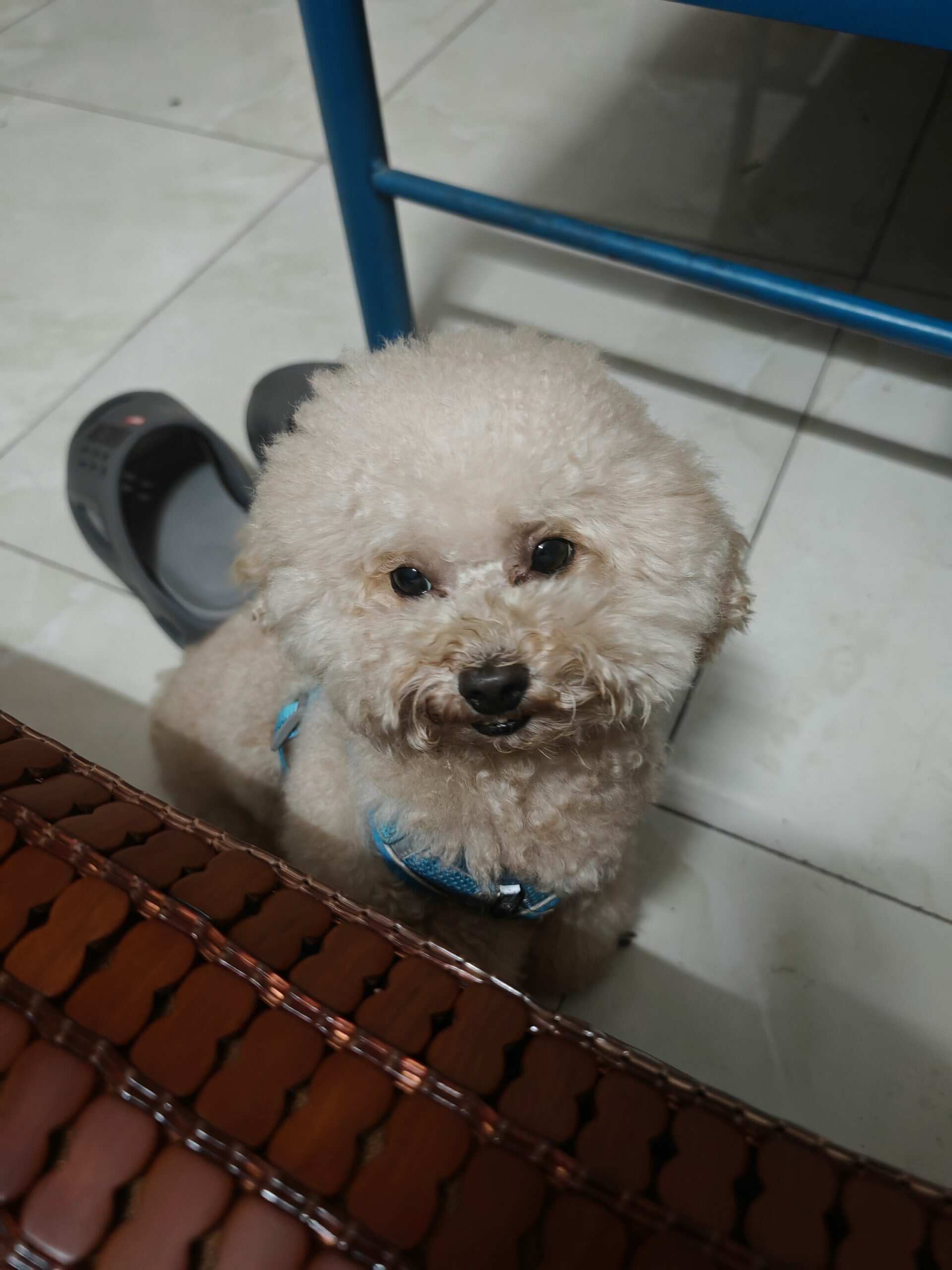 来自于我家的小狗🐶-校园频道