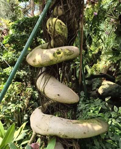 这是什么树 像🐍一样-校园频道