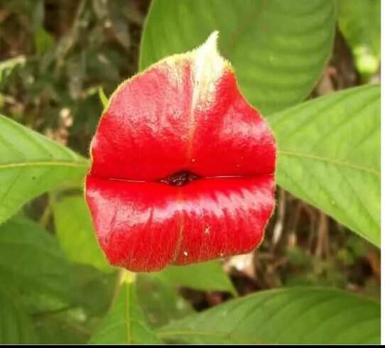 这是嘴唇花-校园频道