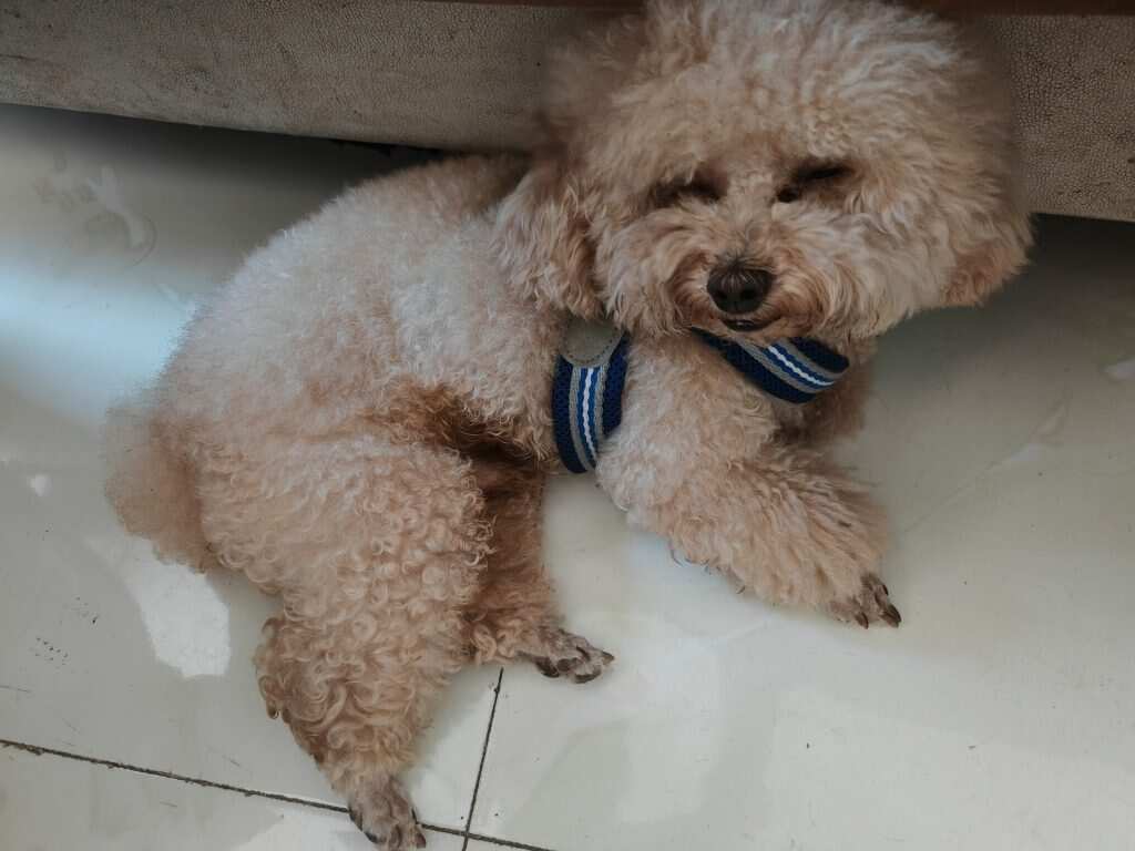 昏昏欲睡的小狗🐶-暑假时光论坛-校园-校园频道