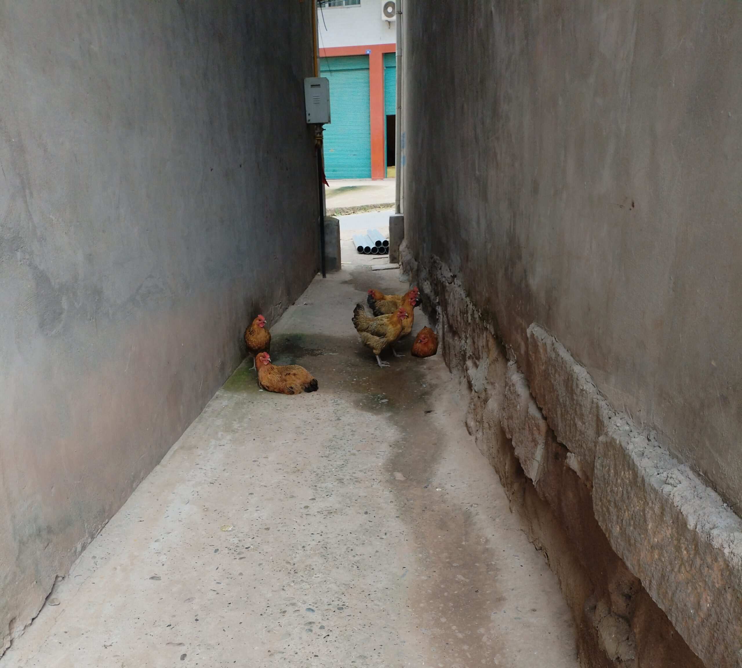 呵呵 这年头 鸡都来挡路了-校园频道