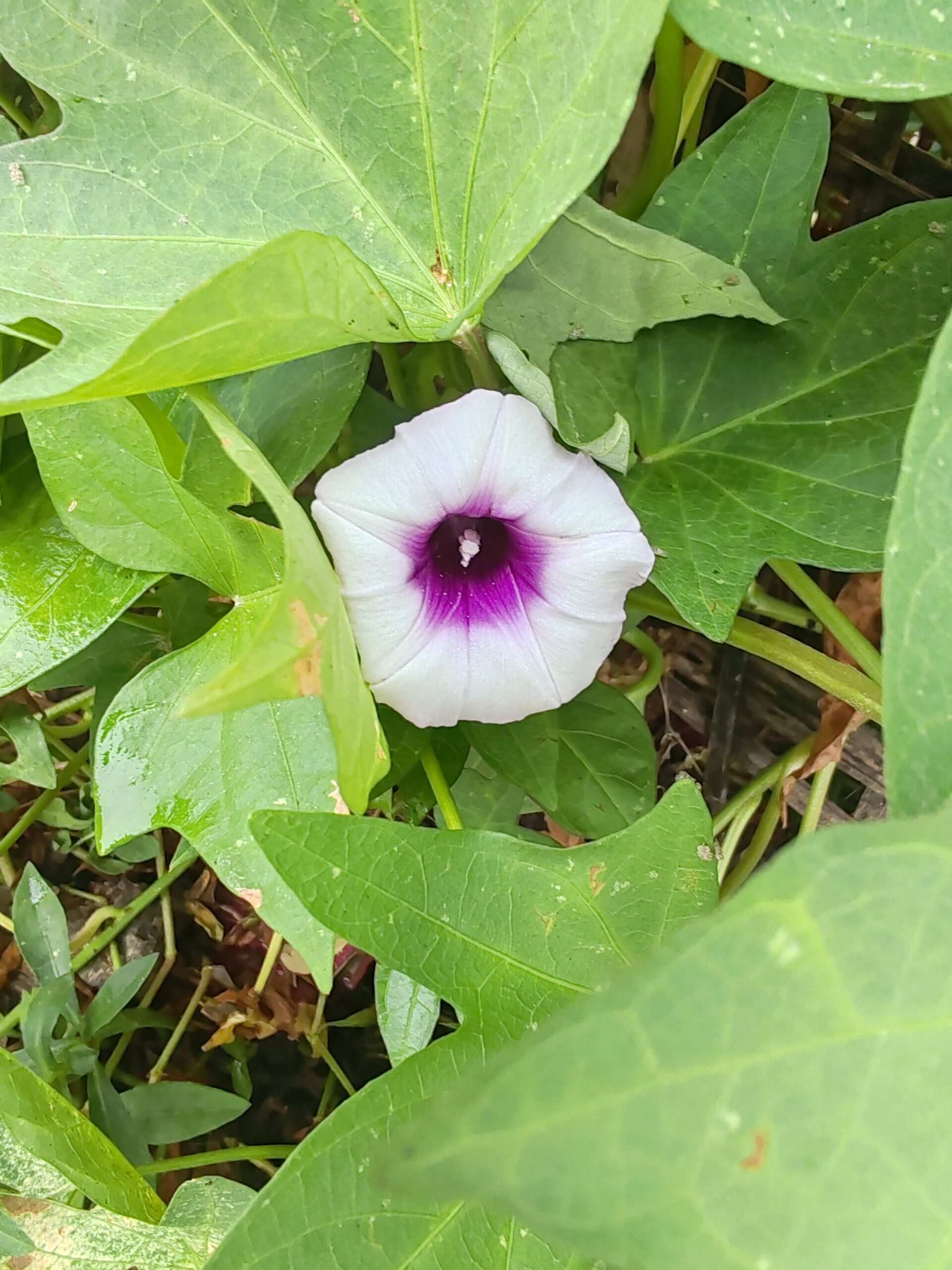 发发🌹-校园频道