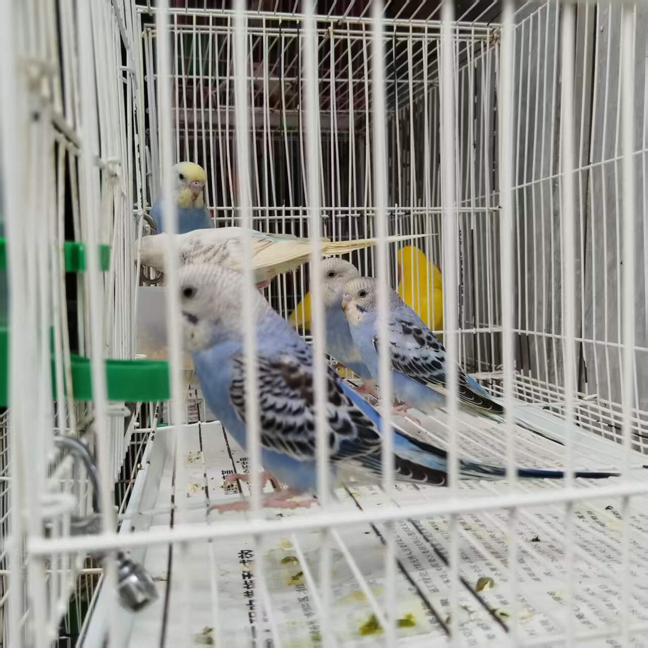 蓝色的鸟，好似有些怕我-校园频道