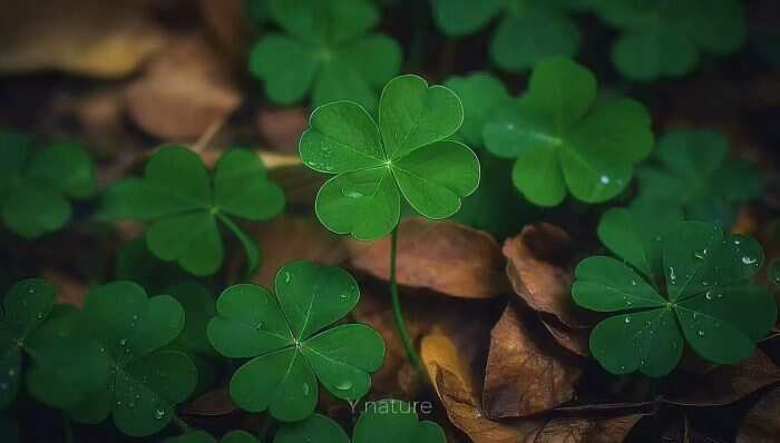 挺幸运的-校园频道